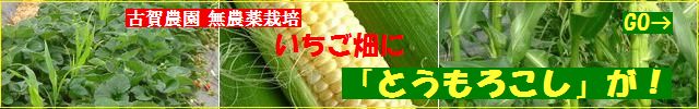 古賀農園 の無農薬栽培イチゴ畑の「とうもろこし」!!5月下旬頃より販売開始!
