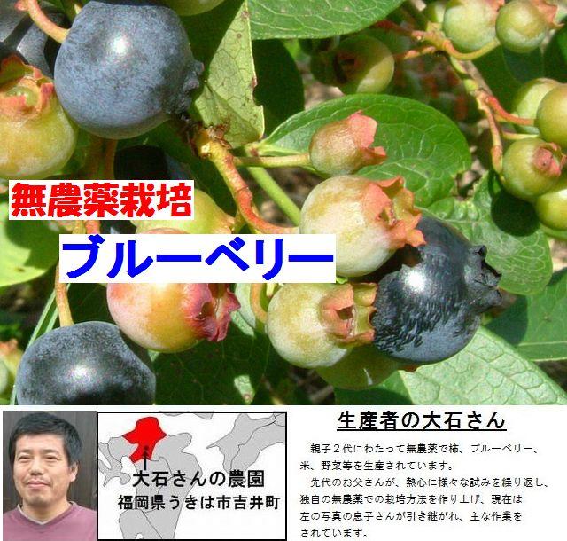 期間限定!大石さんの国産(福岡県産)無農薬フレッシュ生ブルーベリー