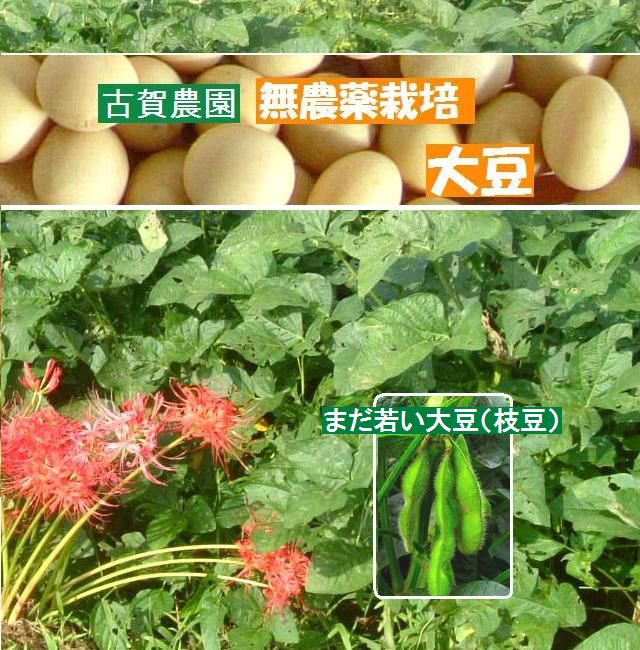古賀農園 国産無農薬栽培大豆