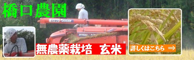 橋口農園の無農薬栽培玄米 夢つくし、ミルキークイーン、ヒノヒカリ