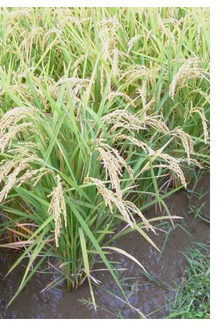 国産(福岡県産) 無農薬玄米 ヒノヒカリ