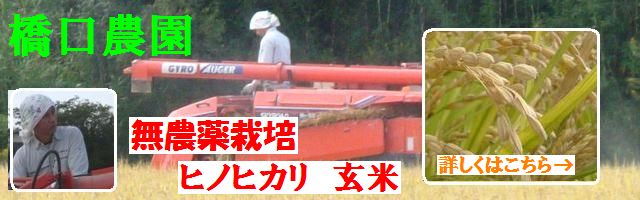 橋口農園の無農薬栽培 ヒノヒカリ 玄米