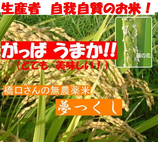 生産者の橋口さんが自画自賛の玄米 夢つくし 国産 無農薬栽培!
