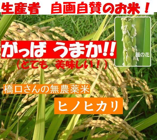 生産者の橋口さんが自画自賛の米 ヒノヒカリ 国産(福岡県産) 無農薬栽培!