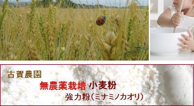 古賀農園の無農薬栽培小麦粉 強力粉(ミナミノカオリ)