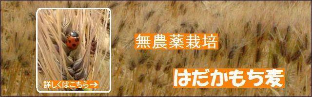 古賀農園 国産無農薬栽培はだかもち麦 2009年5月収穫!