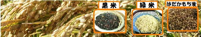 古賀農園 無農薬はだかもち麦、古代米 お試しセット
