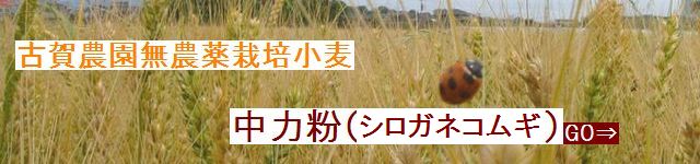 古賀農園 国産無農薬栽培小麦中力粉チシロガネコムギ2009年6月収穫