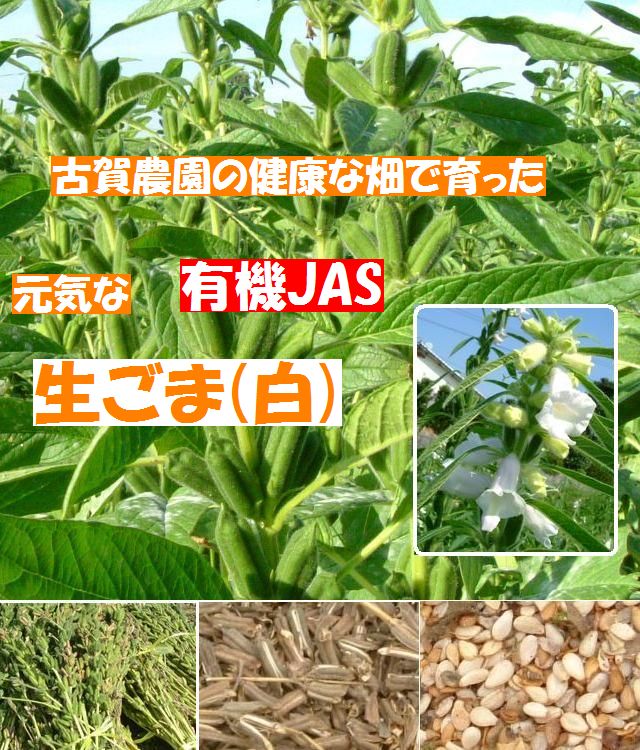 古賀農園 安心畑の元気な国産(佐賀県産)無農薬栽培有機JAS生白胡麻