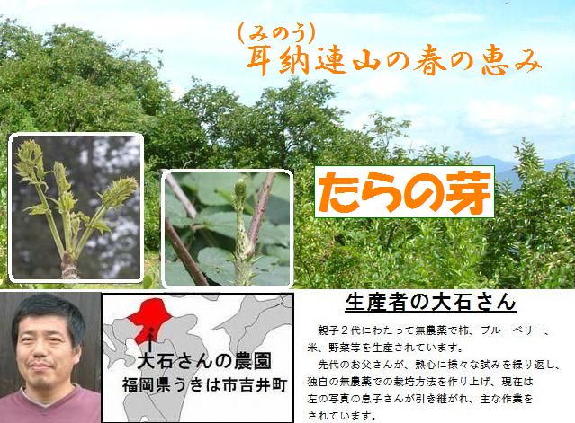 大石さんの新鮮「タラの芽」