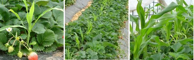古賀農園 無農薬栽培いちご畑のとうもろこし