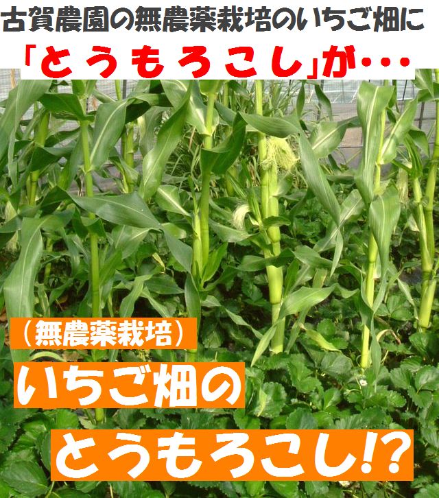 古賀農園の「無農薬とうもろこし」ただいま販売中!!