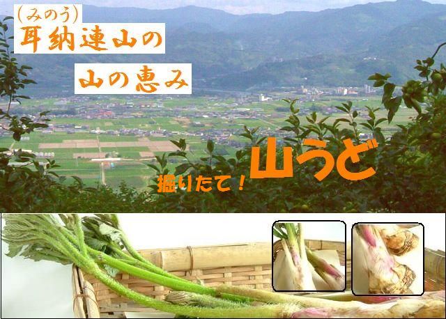 福岡県耳納連山 山の中 掘りたて「山うど」