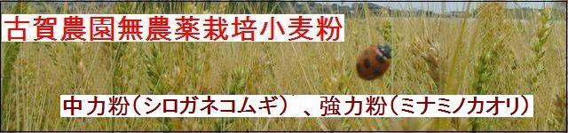 古賀農園の無農薬栽培小麦粉 中力粉(シロガネコムギ)、強力粉(ミナミノカオリ)