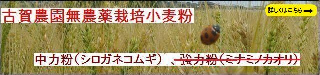 古賀農園の無農薬栽培小麦粉 中力粉(シロガネコムギ)、強力粉(ミナミノカオリ)