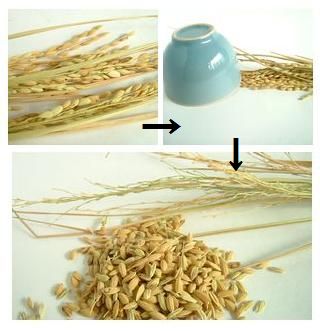飼料米の脱穀作業