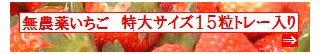 古賀農園　佐賀県産　無農薬栽培苺　特大サイズ１５粒トレー入り