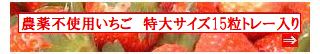 古賀農園　佐賀県産　無農薬栽培苺　特大サイズ１５粒トレー入り