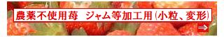 古賀農園　佐賀県産　無農薬栽培苺　ジャム用（小粒、変形、虫食い等）