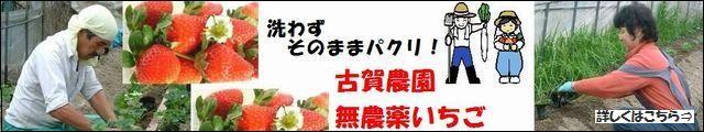 古賀農園 無農薬栽培いちご