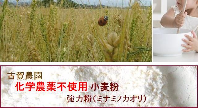 古賀農園の無農薬栽培小麦粉　強力粉（ミナミノカオリ）