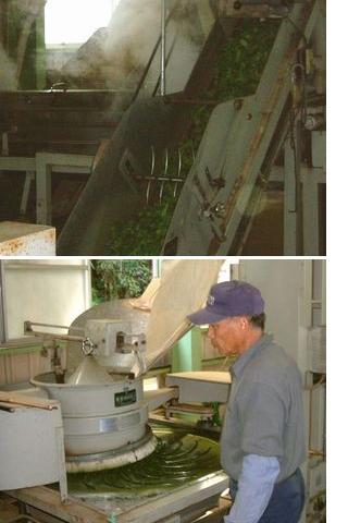 下郷農協　製茶工場　無農薬深蒸し煎茶の製造工場