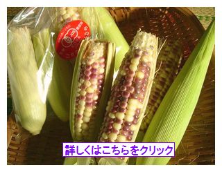 ２００８年古賀農園　有機無農薬栽培もちきび（もちトウモロコシ）終了しました！たくさんのご購入ありがとうございました！
