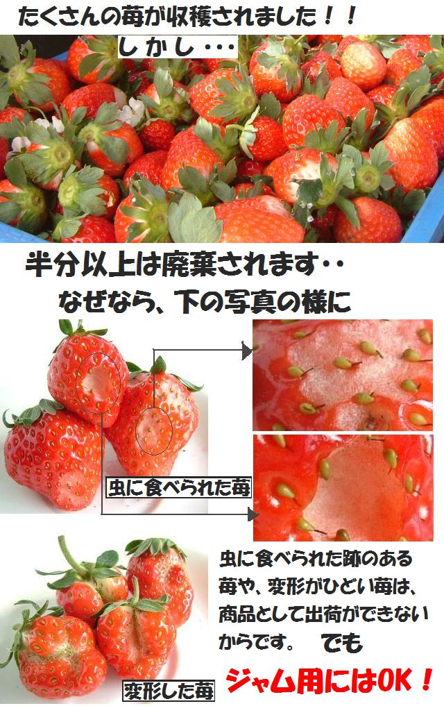 古賀農園　無農薬栽培いちご　ジャム用（変形苺、虫食い苺等）　４パック入１ｋｇ以上