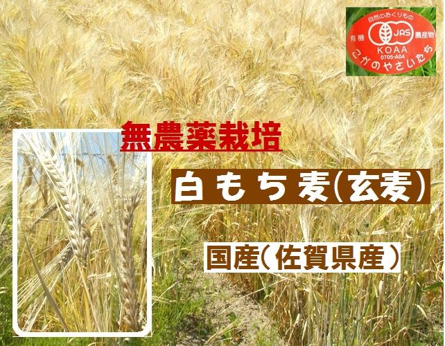 国産(佐賀県産)有機JAS取得有機無農薬栽培白もち麦(玄麦)!