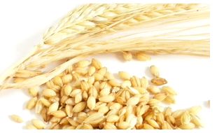 国産（佐賀県産）有機ＪＡＳ取得有機無農薬栽培白もち麦（玄麦）